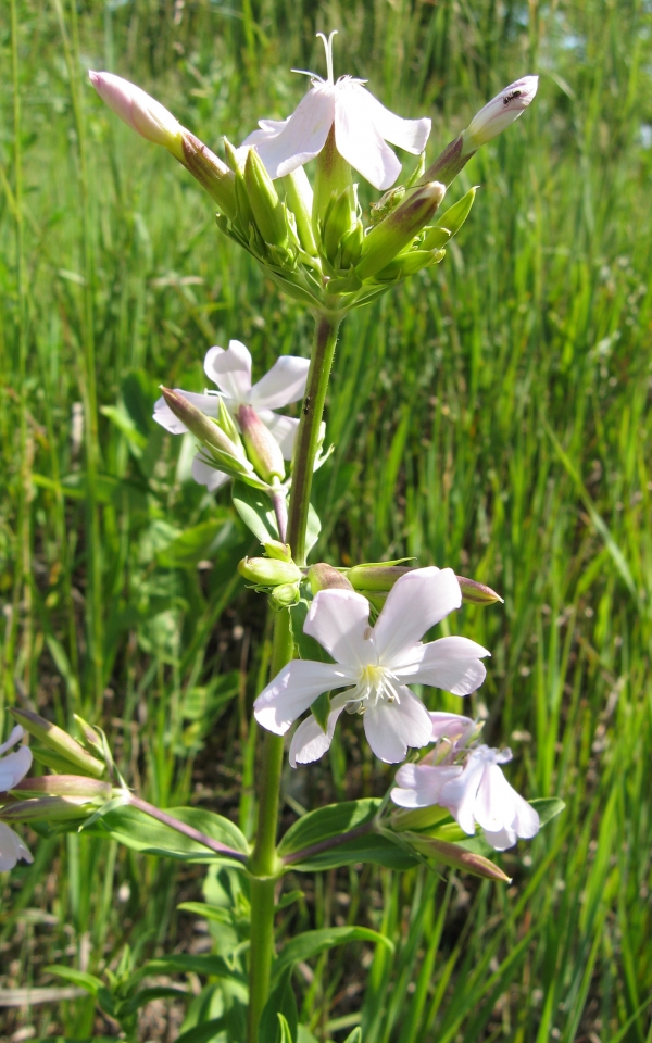 Bouncing Bet [Saponaria officinalis]