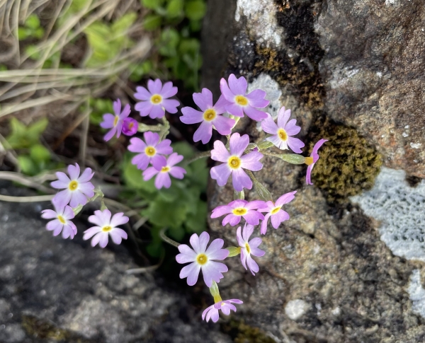 Misstassini Primrose [Primula mistassinica]