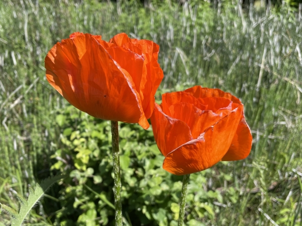 Oriental Poppy [Papaver orientalis]