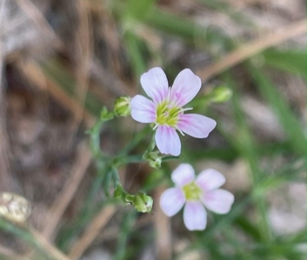 Tunic Flower [Petrorhagia saxifraga]