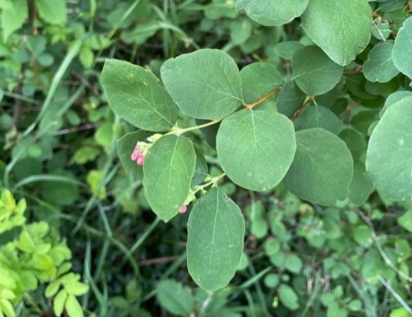 Snowberry [Symphoricarpos albus]