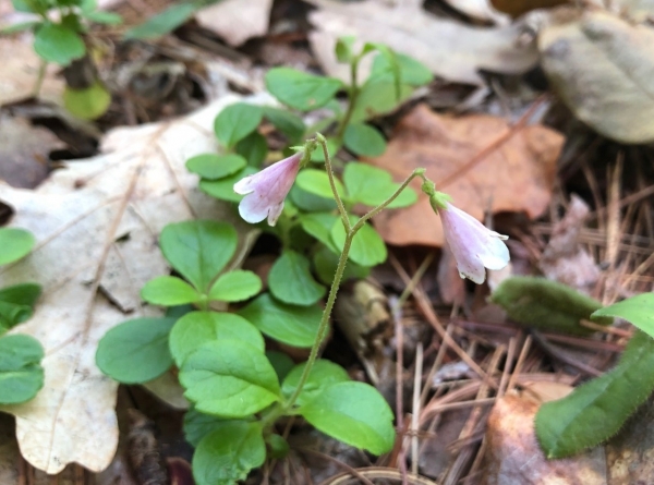 Twinflower [Linnaea borealis]