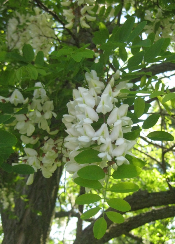 Black Locust [Robinia pseudo-acacia]