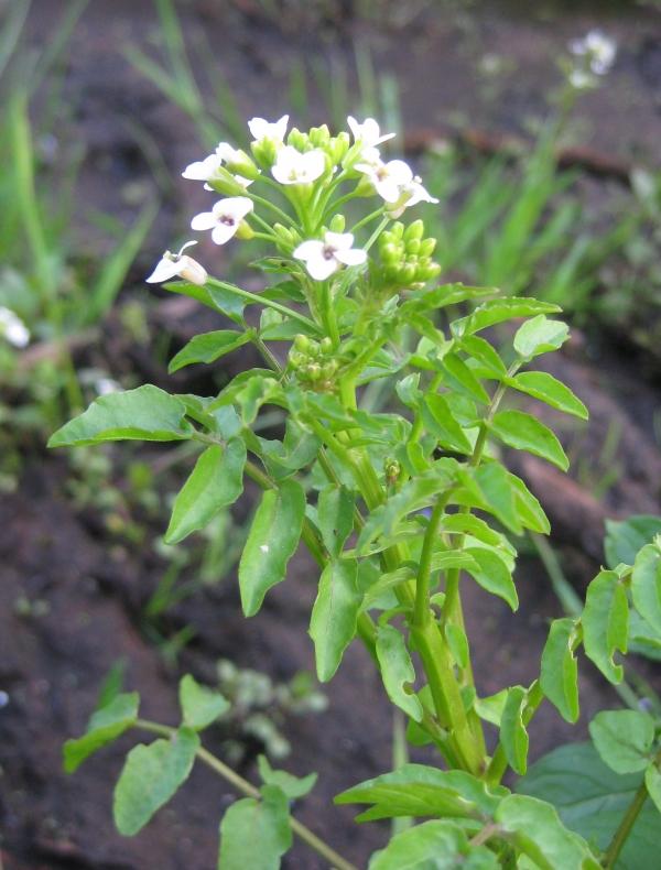 Water Cress [Nasturtium officinale]