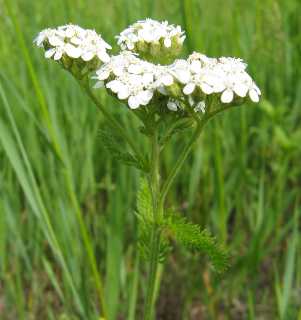 Yarrow [Achillea millefolium]