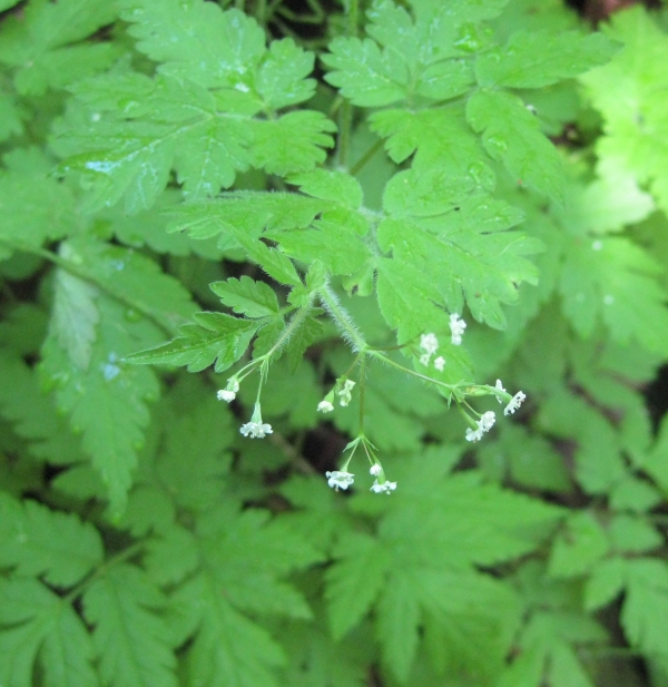 Sweet Cicely [Osmorhiza claytoni]