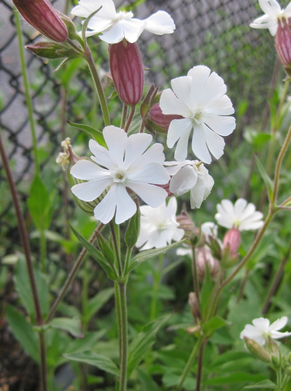 Evening Lychnis [Lychnis alba]