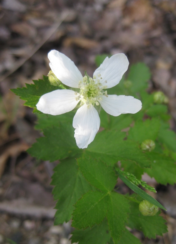   ? Prickly Dewberry [Rubus flagellaris]