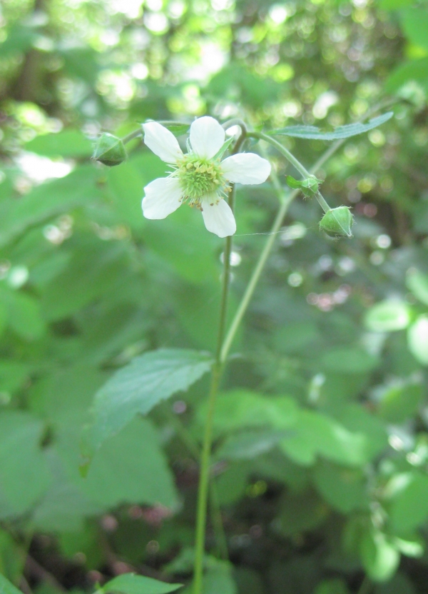 White Avens [Geum canadense]