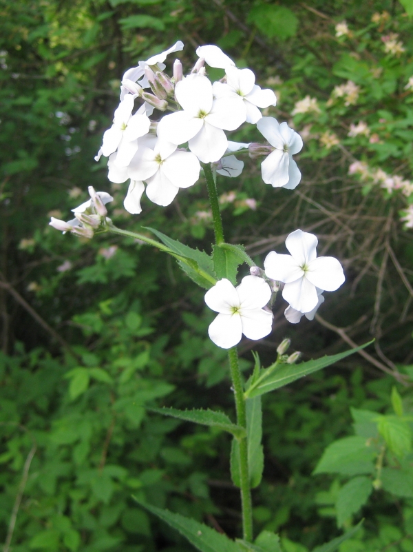 Dame's Rocket [Hesperis matronalis]