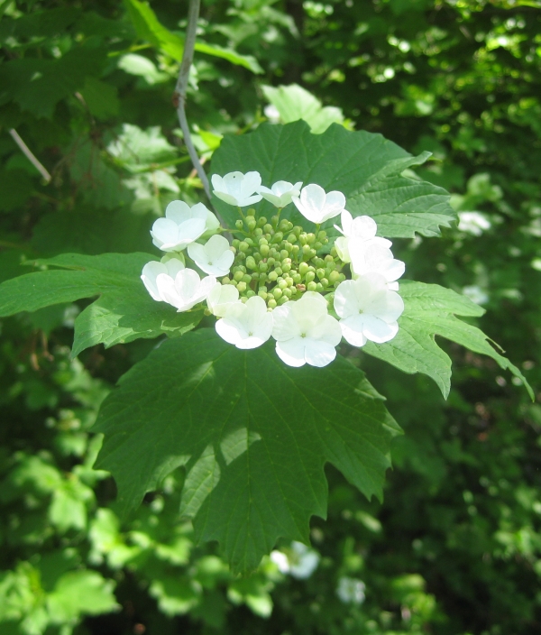 Cranberry Viburnum [Viburnum trilobum]