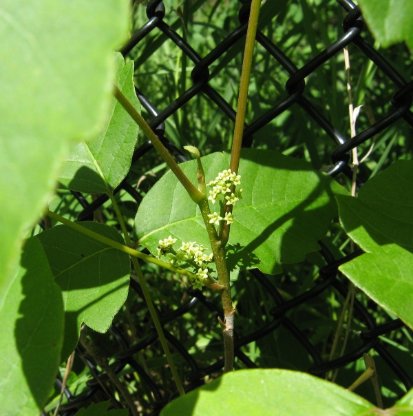 Poison Ivy [Rhus radicans]