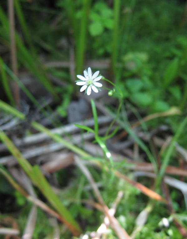 Lessor Stitchwort [Stellaria graminea]