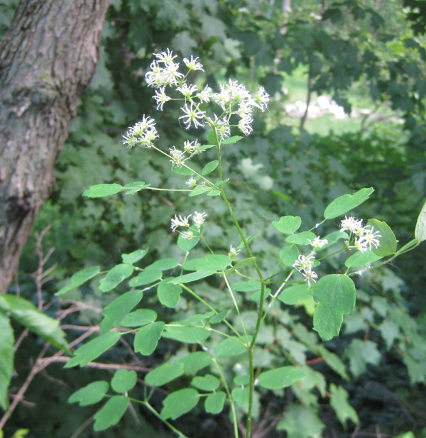 Tall Meadow Rue [Thalictrum polygamum]