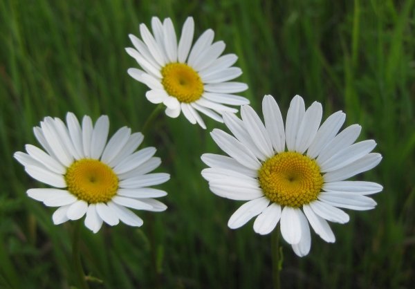 Ox-Eye Daisy [Chrysanthemum leucanthemum]