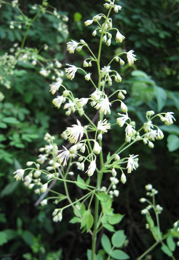 Early Meadow Rue [Thalictrum dioicum]