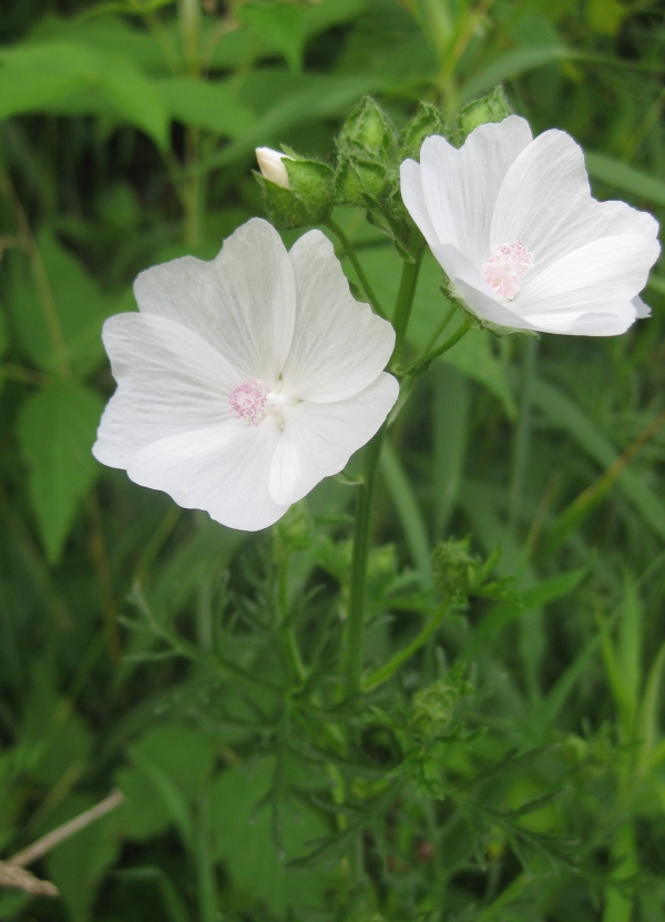 Musk Mallow [Malva moschata]