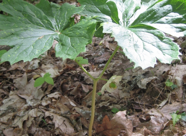 May Apple [Podophyllum peltatum]