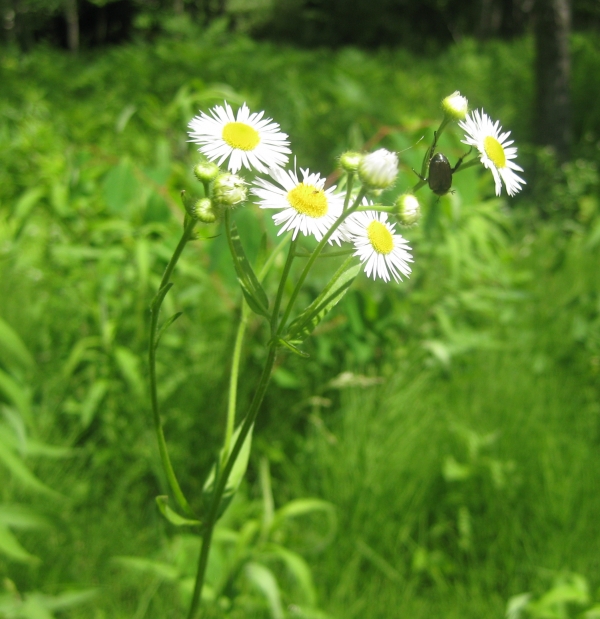 Daisy Fleabane [Erigeron strigosus]