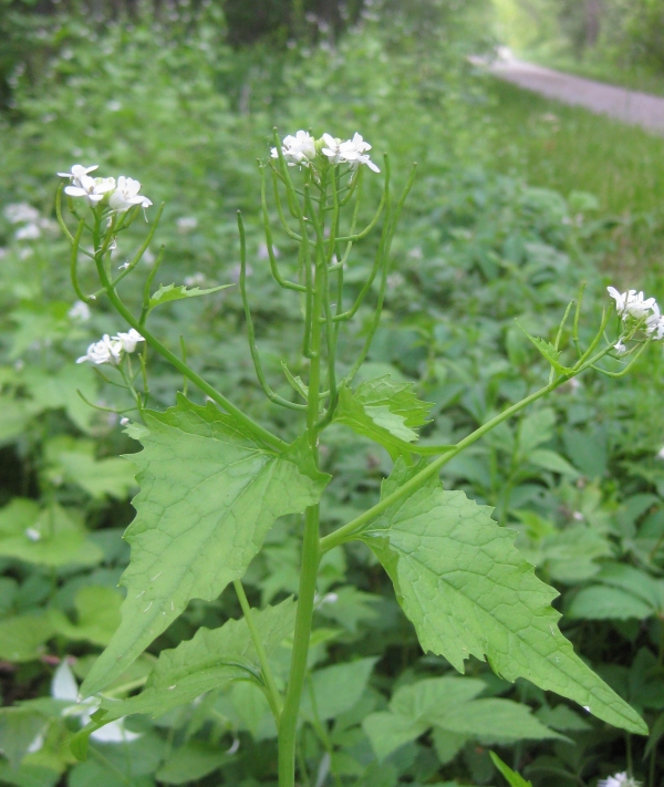 Garlic Mustard [Alliaria officinalis]