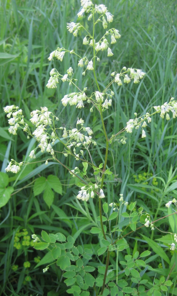  ? Purple Meadow Rue ? [Thalictrum dasycarpum]