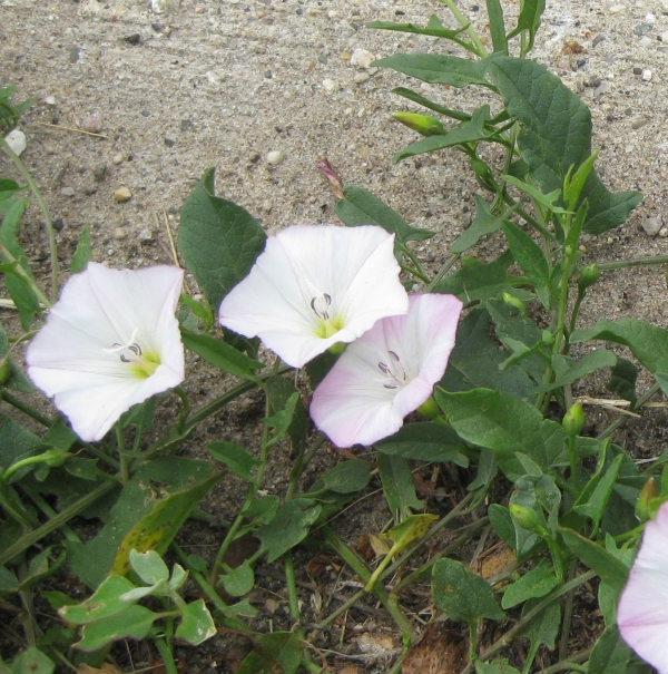 Field Bindweed [Convolvulus arvensis]