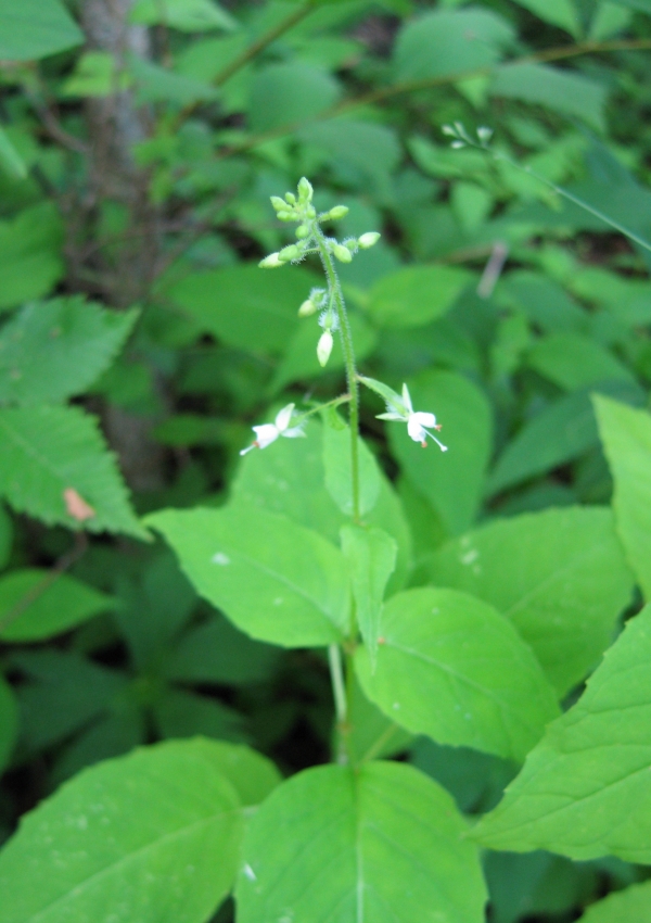 Enchanter's Nightshade [Circaea quadrisulcata]