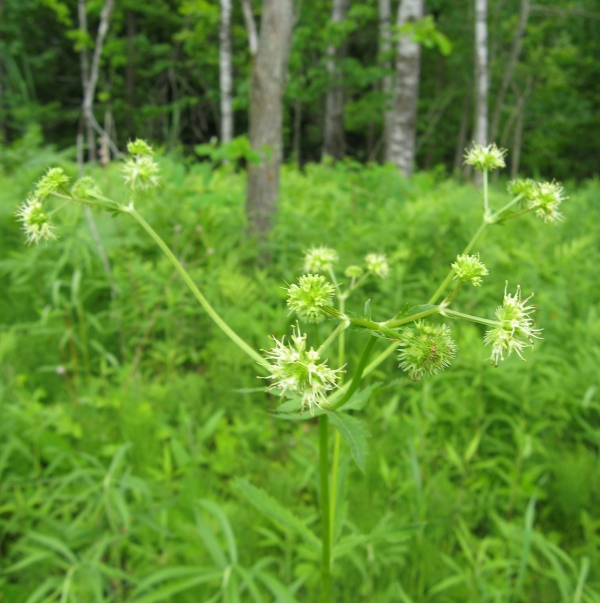 Black Snakeroot [Sanicula marilandica]