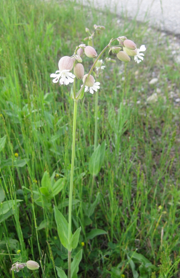 Bladder Campion [Silene cucubalus]