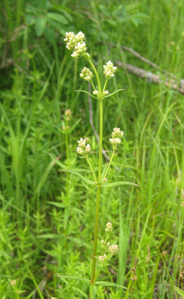 Northern Bedstraw [Galium boreale]