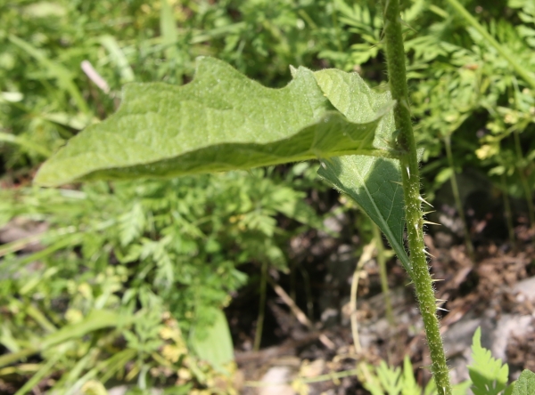 Horse-nettle [Solanum carolinense]