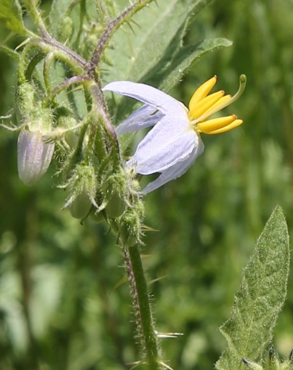 Horse-nettle [Solanum caolinense]