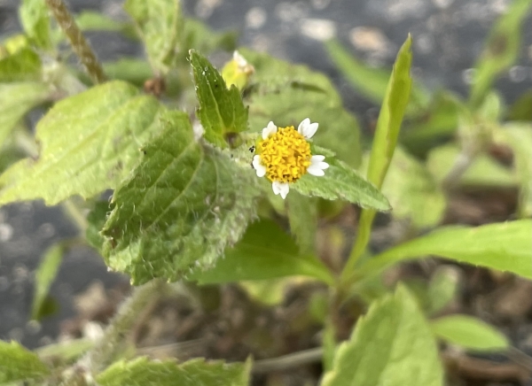 Common quickweed [Galinsoga quadriradiata]