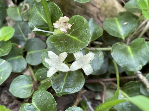Partridgeberry [Mitchella repens]