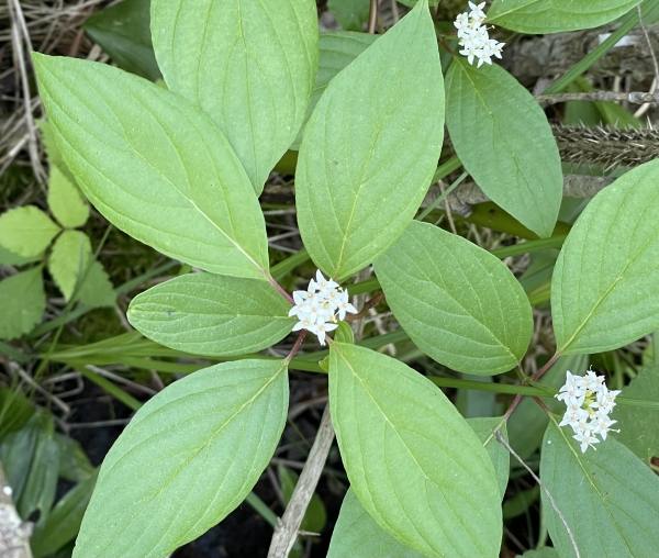 Red-Osher Dogwood [Cornus sericea]