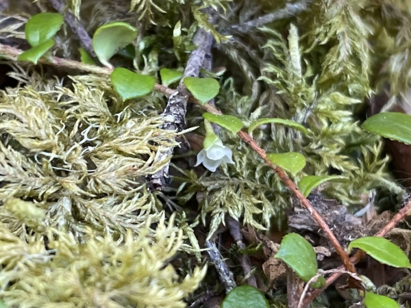 Creeping snowberry [Gaultheria hispidula]