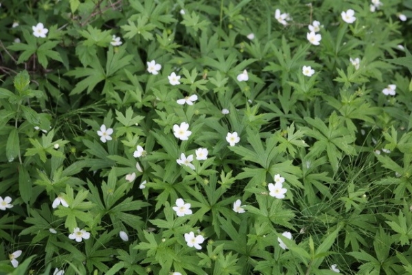 Canada anemone [Anemone canadensis]