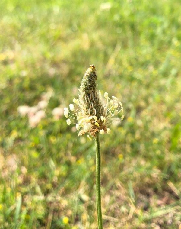 English plantain [Plantago lanceolata]