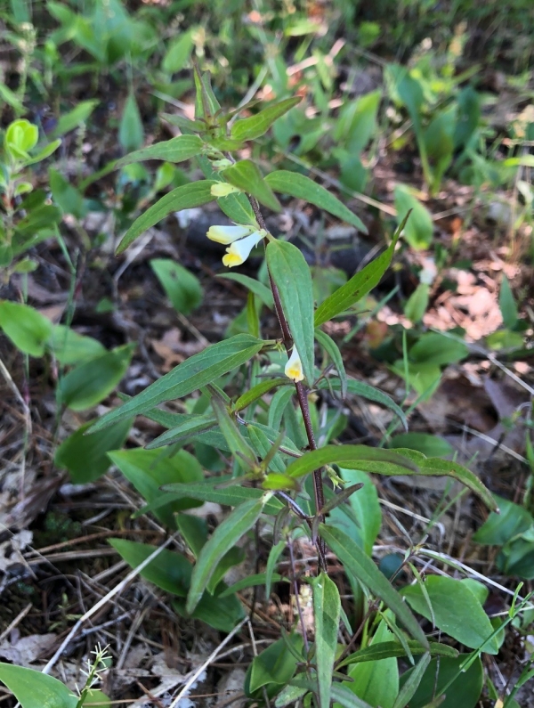 Cow-wheat [Melampyrum lineare]