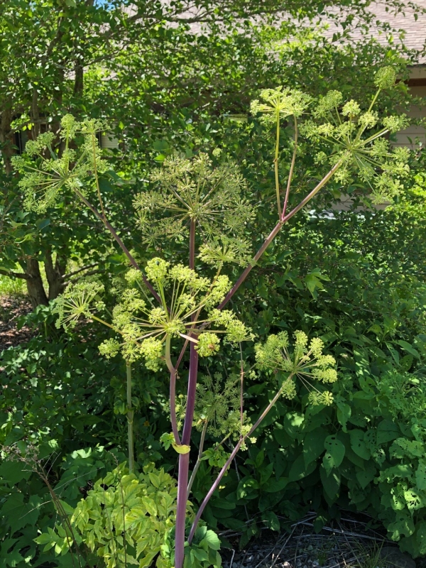 Purple Stem Angelica [Angelica atropurpurea]