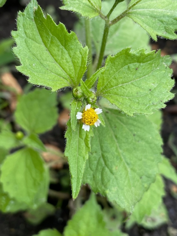 Common quickweed [Galinsoga quadriradiata]