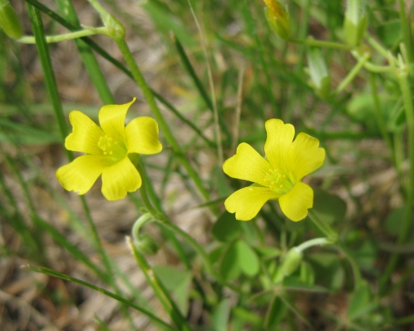 Yellow Wood Sorrel [Oxalis stricta]