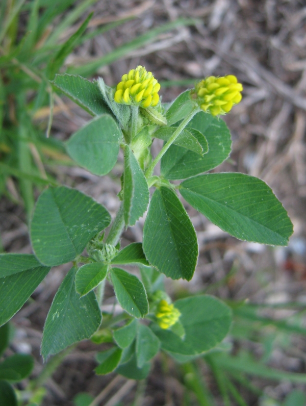 Black Medick [Medicago lupulina]