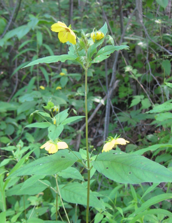 Fringed Loosestrife [Lysimachia ciliata]
