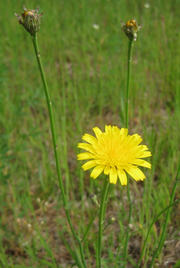 Cat's Ear [Hypochoeris radicata]