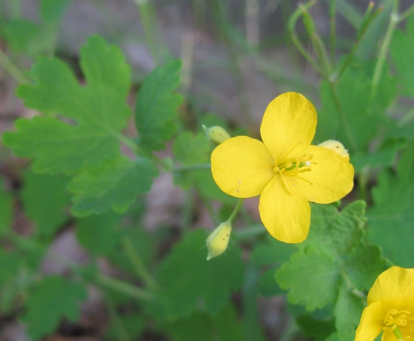 Celandine [Chelidonium majus]