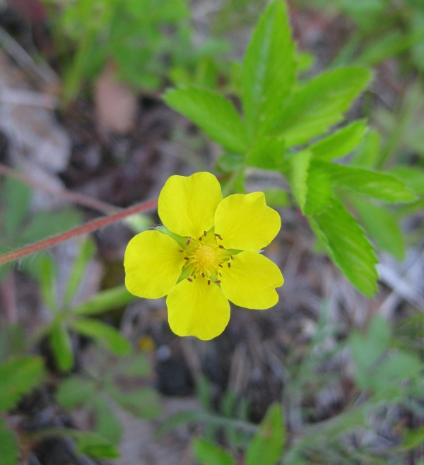 Common cinquefoil [Potentilla simplex]
