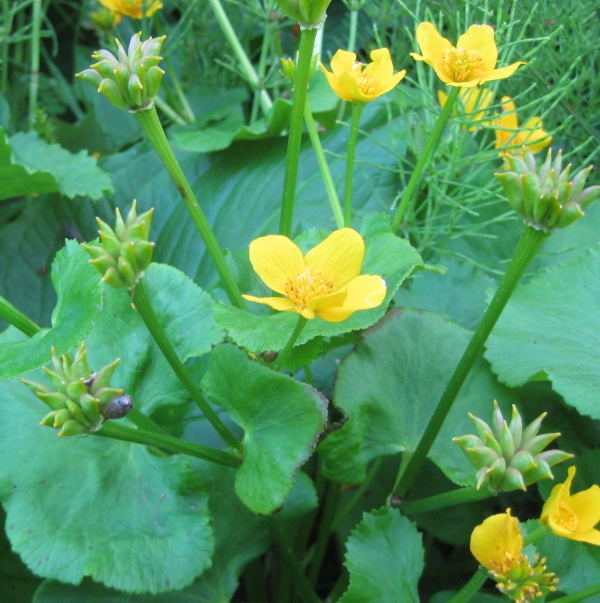 Marsh Marigold [Caltha palustris]