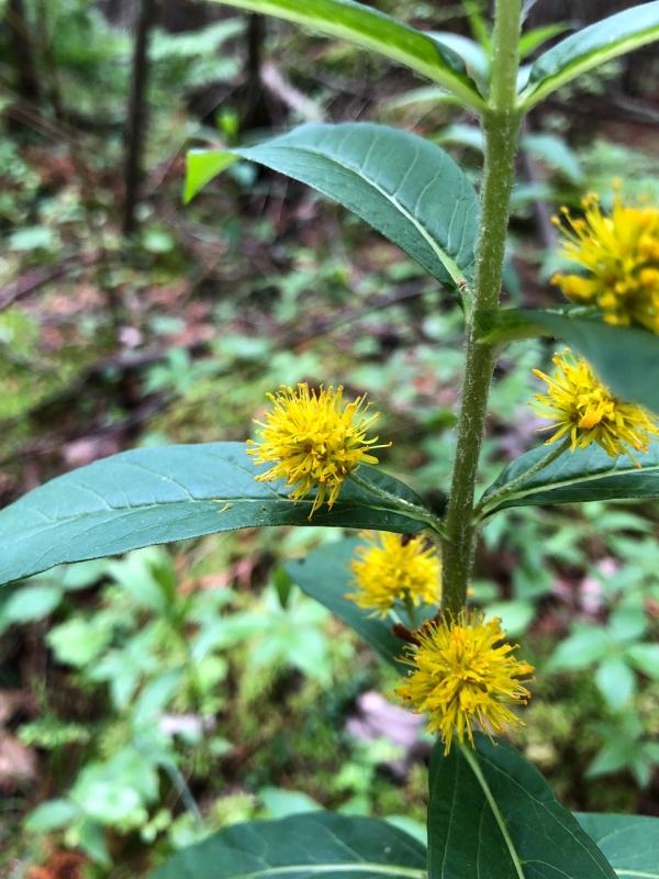 Tufted Loosestrife [Lysimachia thyrsiflora]
