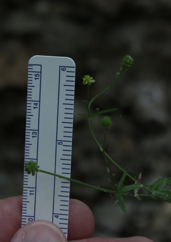 Kidney-leaved Buttercup [Ranunculus abortivus]